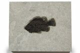 Detailed Fossil Fish (Cockerellites) - Wyoming #349240-1